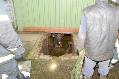 Kühe aus  Güllekeller gerettet - Bild 4