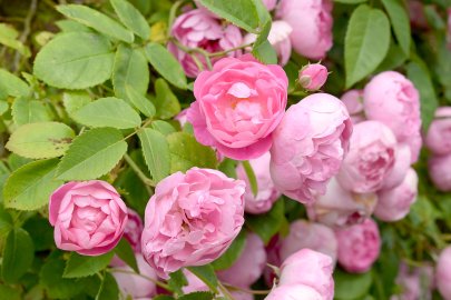 Sommer-Serie: Landhausgarten Aurich-Wiesens - Bild 2