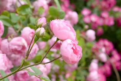 Sommer-Serie: Landhausgarten Aurich-Wiesens - Bild 3