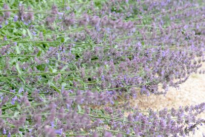Sommer-Serie: Landhausgarten Aurich-Wiesens - Bild 4