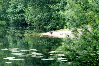 Hollen: Arbeiten am Dorfteich - Bild 2