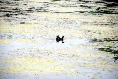 Hollen: Arbeiten am Dorfteich - Bild 3