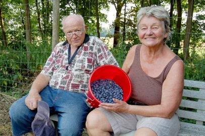Heidelbeerplantage in Völlenerkönigsfehn - Bild 3