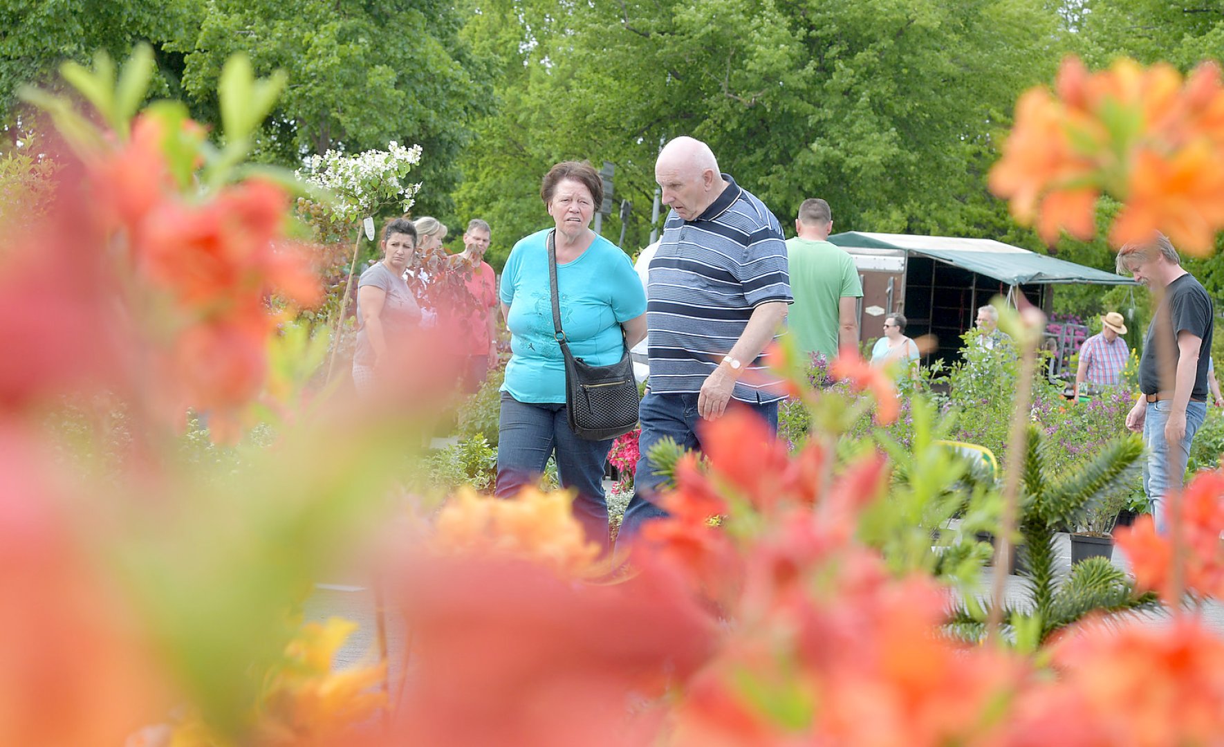 Blumenmarkt in Wiesmoor gehört zum Muttertag - Bild 1