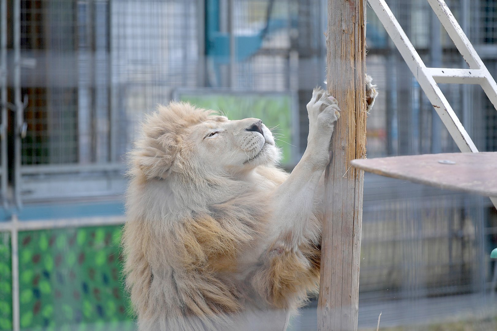 Circus Krone gastiert in Leer - Bild 1