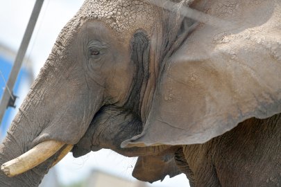 Circus Krone gastiert in Leer - Bild 2