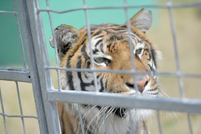 Circus Krone gastiert in Leer - Bild 3