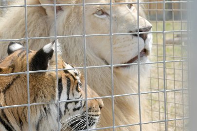 Circus Krone gastiert in Leer - Bild 4