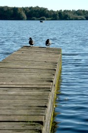 Raser auf dem Timmeler Meer - Bild 4