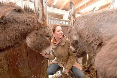 "Schöner Wohnen" mit Esel und Rind - Bild 3