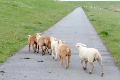 Schafe ohne Wolle werden in Ditzum gezüchtet - Bild 2