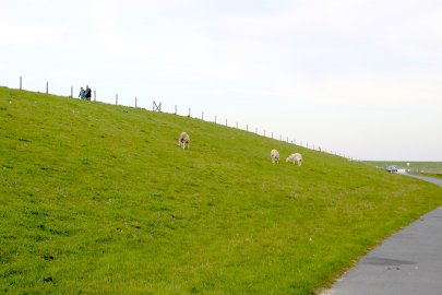 Schafe ohne Wolle werden in Ditzum gezüchtet - Bild 4