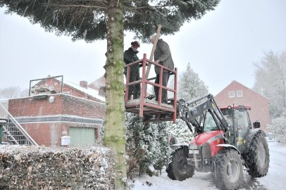 Weihnachtsbaum als Geschenk für die Niederlande - Bild 2