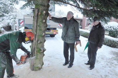 Weihnachtsbaum als Geschenk für die Niederlande - Bild 4
