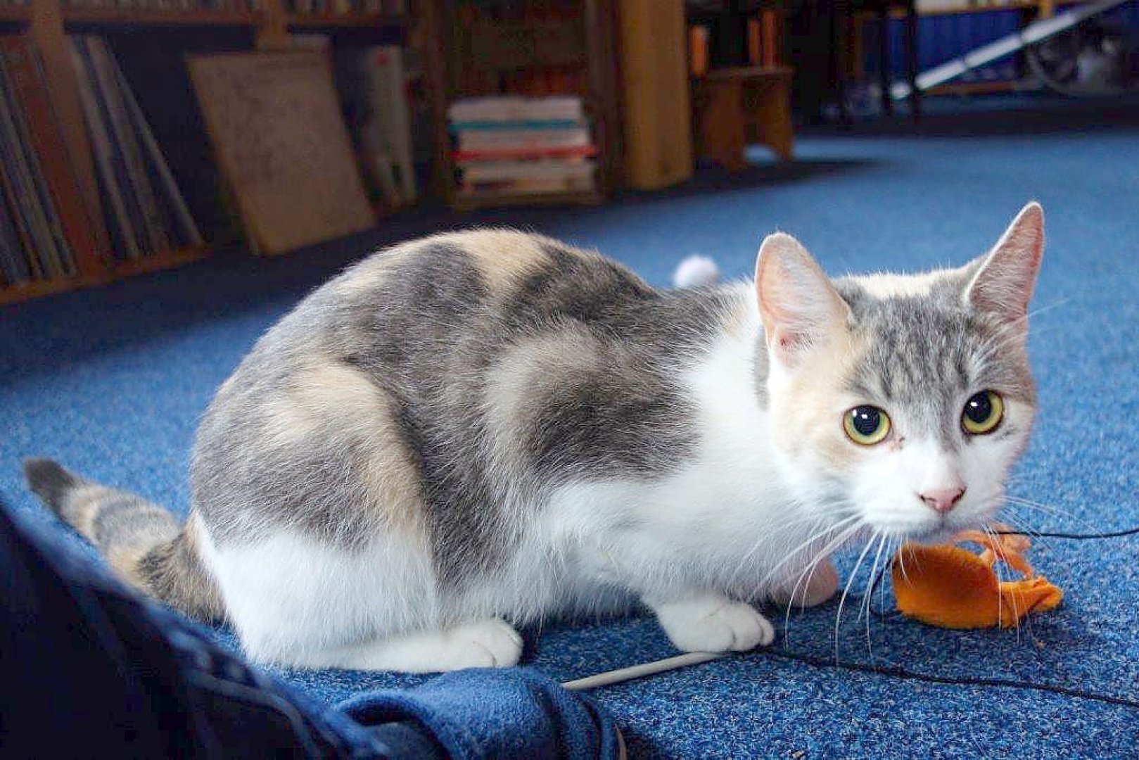 So viele süße Katzen gibt es in Ostfriesland - Bild 1