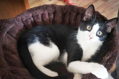 So viele süße Katzen gibt es in Ostfriesland - Bild 2