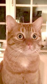 So viele süße Katzen gibt es in Ostfriesland - Bild 4