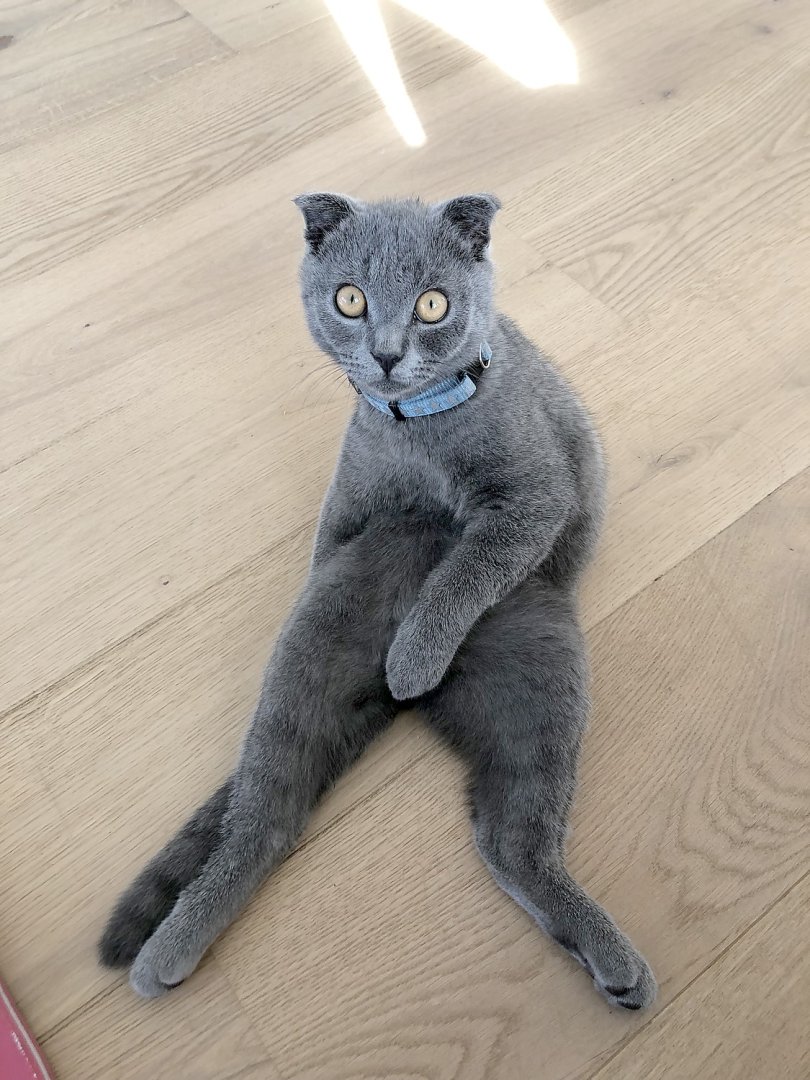 So viele süße Katzen gibt es in Ostfriesland - Bild 6