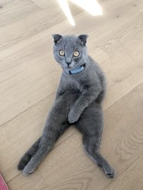 So viele süße Katzen gibt es in Ostfriesland - Bild 6