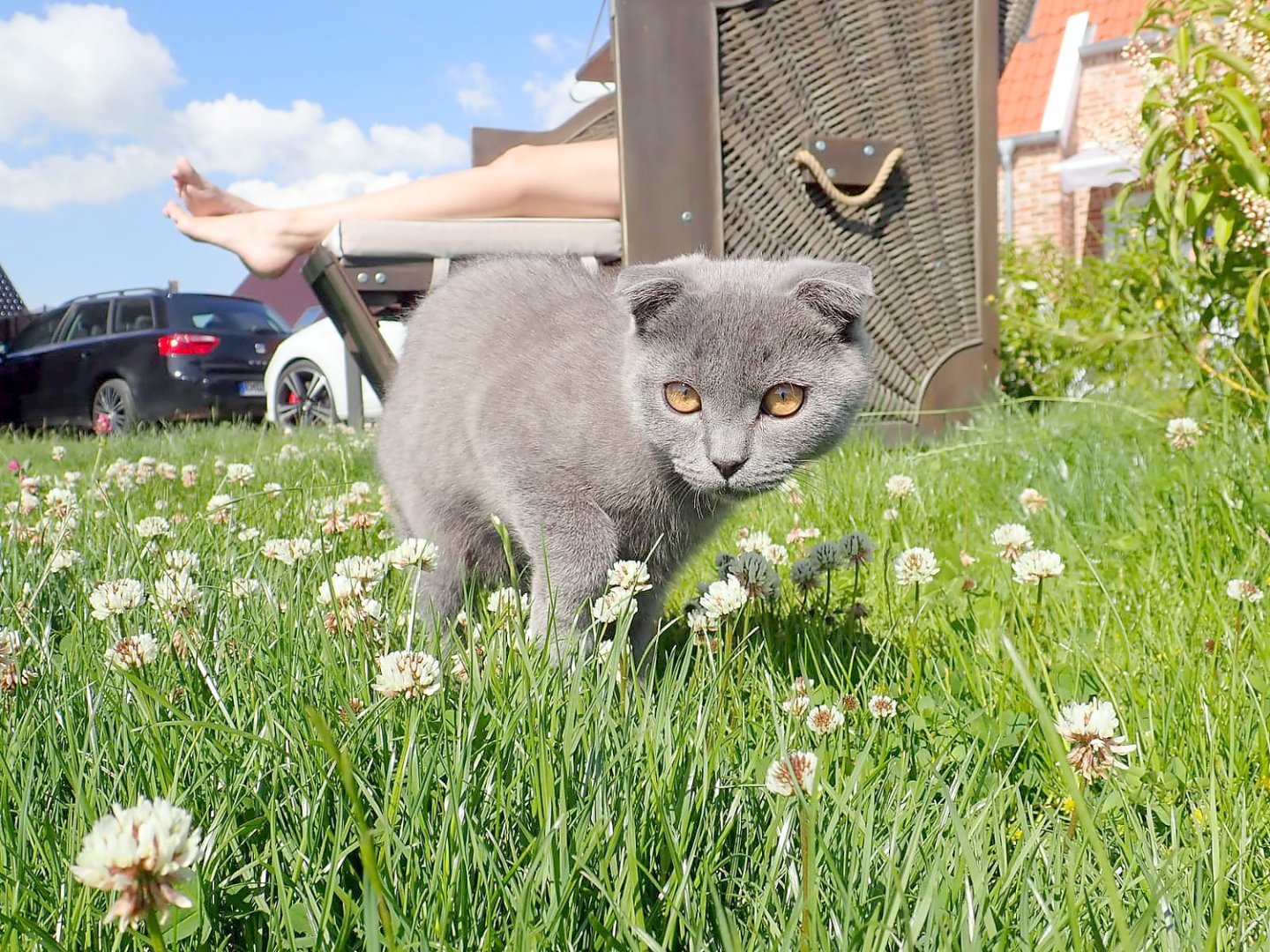 So viele süße Katzen gibt es in Ostfriesland - Bild 7