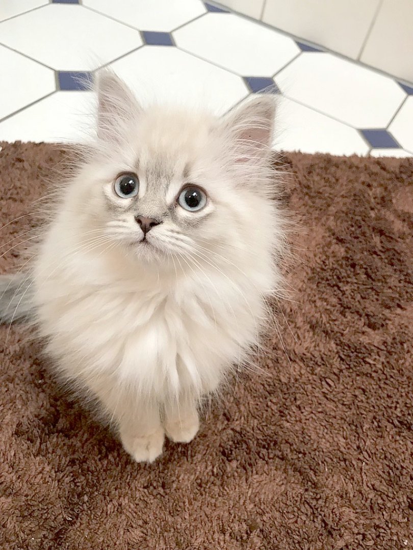 So viele süße Katzen gibt es in Ostfriesland - Bild 8