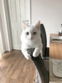So viele süße Katzen gibt es in Ostfriesland - Bild 9