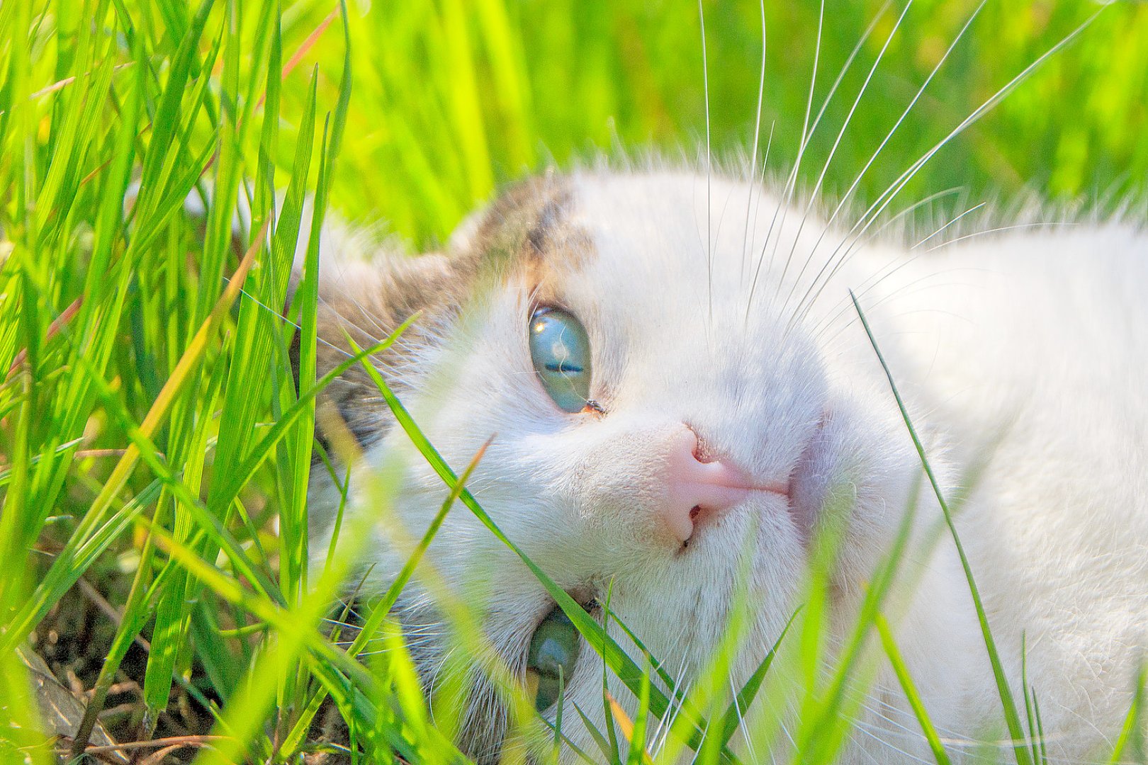 So viele süße Katzen gibt es in Ostfriesland - Bild 10