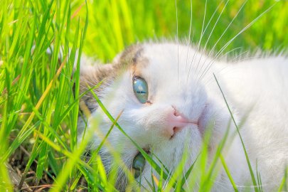 So viele süße Katzen gibt es in Ostfriesland - Bild 10