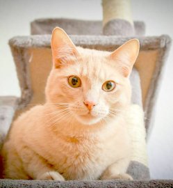 So viele süße Katzen gibt es in Ostfriesland - Bild 11