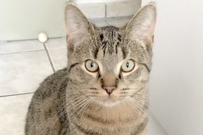 So viele süße Katzen gibt es in Ostfriesland - Bild 12