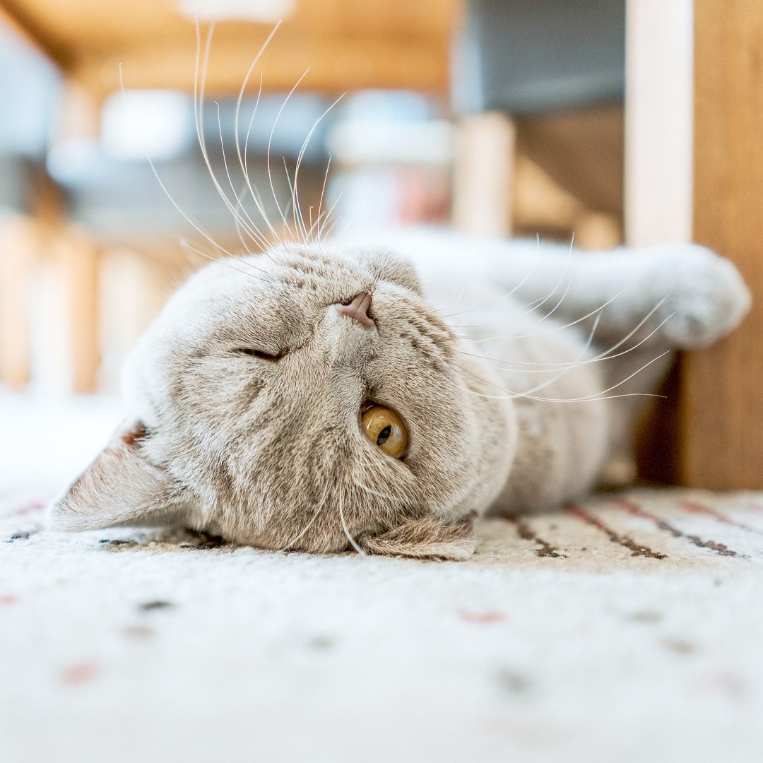 So viele süße Katzen gibt es in Ostfriesland - Bild 13