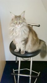 So viele süße Katzen gibt es in Ostfriesland - Bild 14