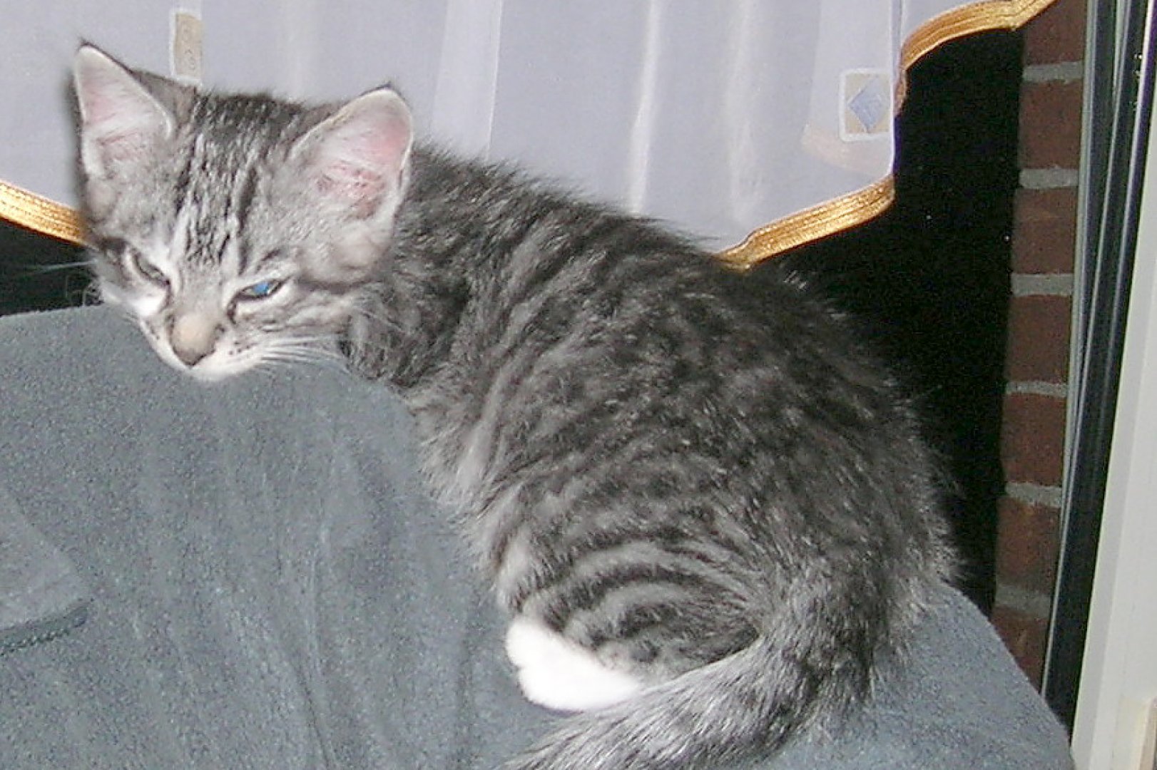 So viele süße Katzen gibt es in Ostfriesland - Bild 15