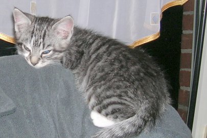 So viele süße Katzen gibt es in Ostfriesland - Bild 15