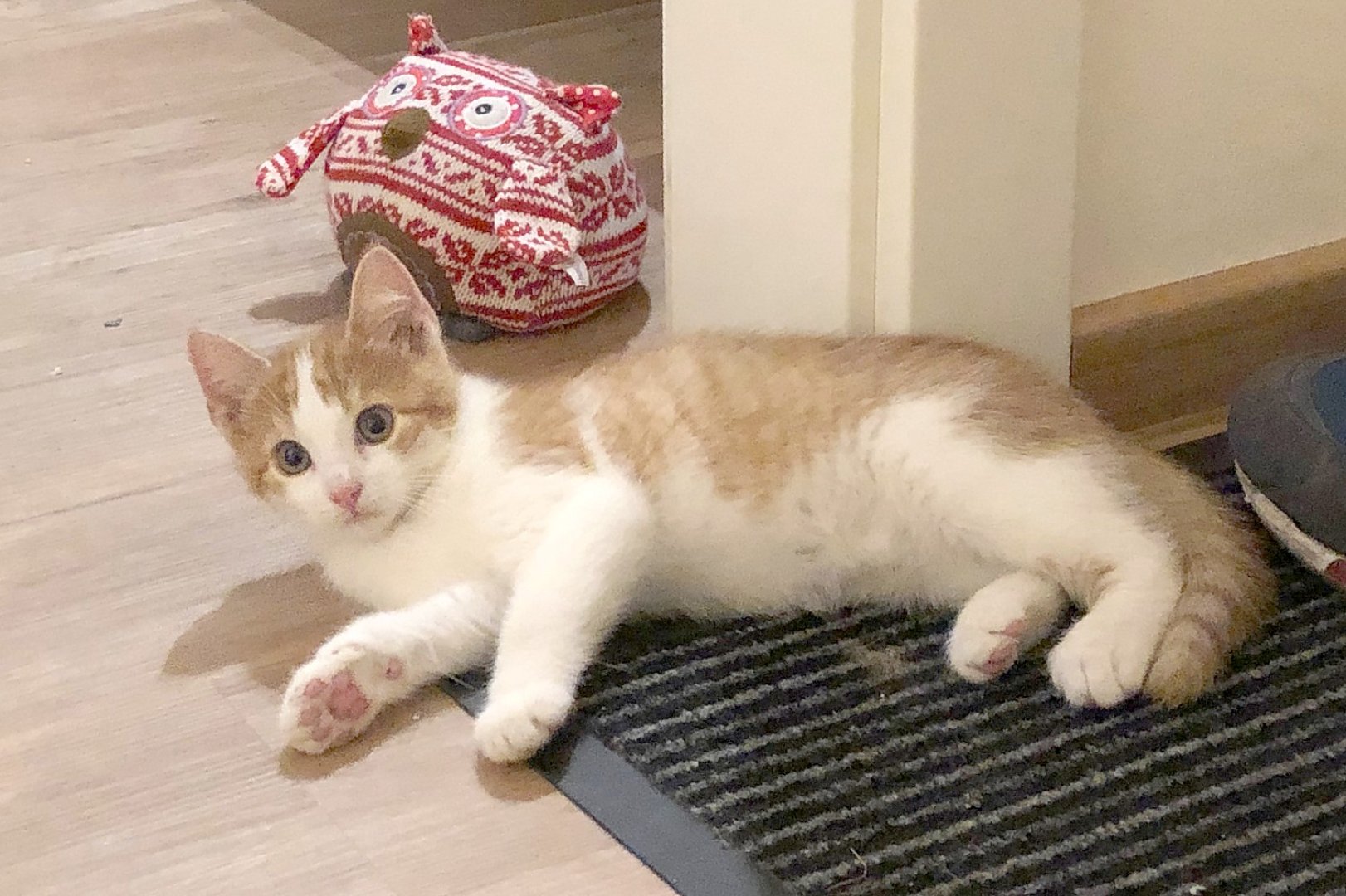 So viele süße Katzen gibt es in Ostfriesland - Bild 16