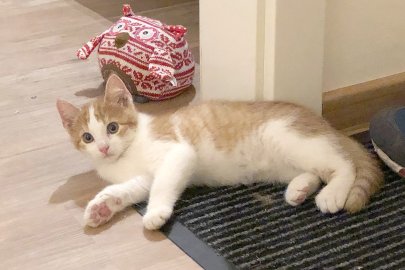 So viele süße Katzen gibt es in Ostfriesland - Bild 16