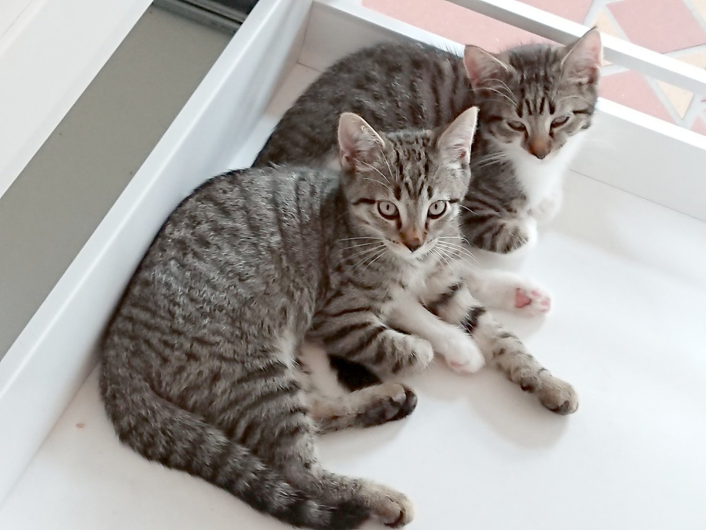 So viele süße Katzen gibt es in Ostfriesland - Bild 17