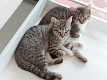 So viele süße Katzen gibt es in Ostfriesland - Bild 17