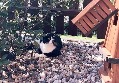 So viele süße Katzen gibt es in Ostfriesland - Bild 18