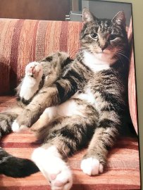 So viele süße Katzen gibt es in Ostfriesland - Bild 19