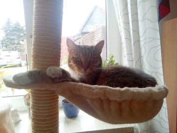 So viele süße Katzen gibt es in Ostfriesland - Bild 20