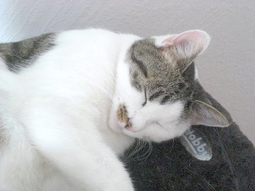 So viele süße Katzen gibt es in Ostfriesland - Bild 21
