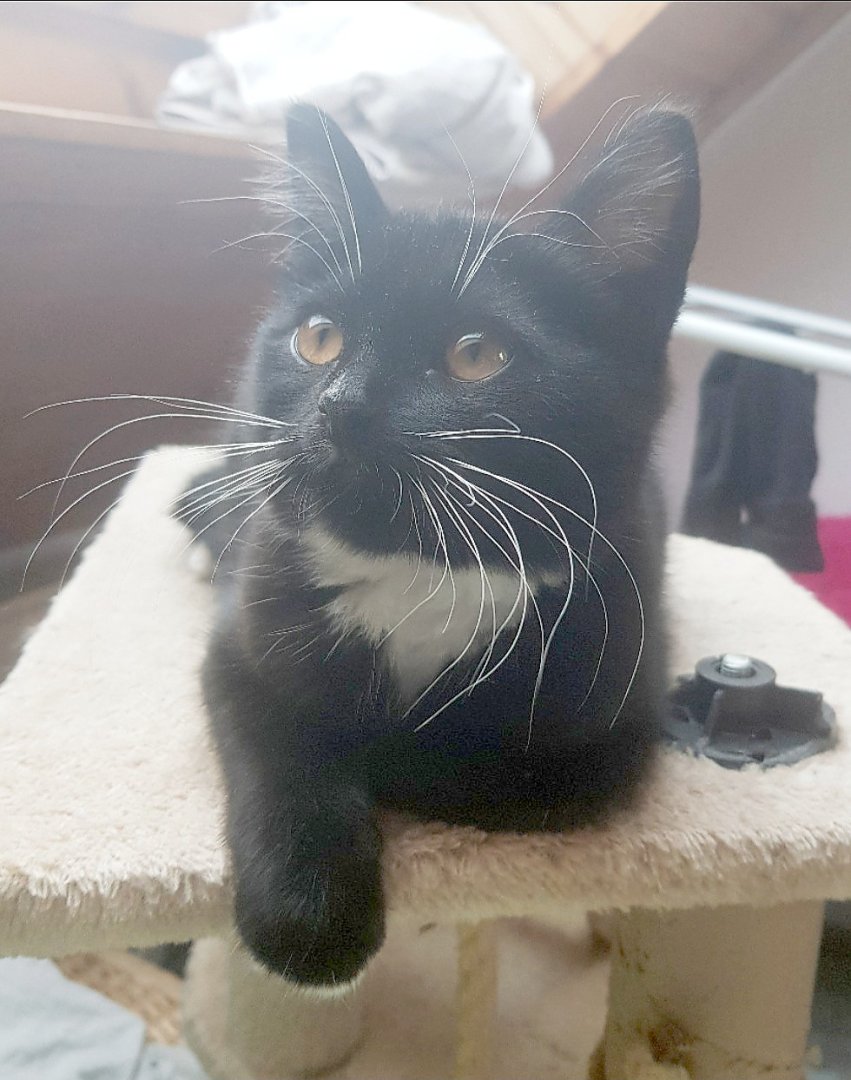 So viele süße Katzen gibt es in Ostfriesland - Bild 22