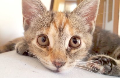 So viele süße Katzen gibt es in Ostfriesland - Bild 23