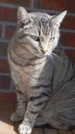 So viele süße Katzen gibt es in Ostfriesland - Bild 24