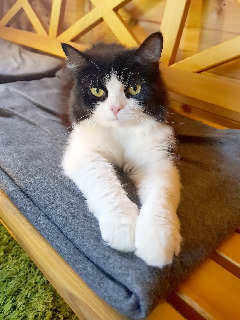 So viele süße Katzen gibt es in Ostfriesland - Bild 25