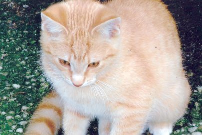 So viele süße Katzen gibt es in Ostfriesland - Bild 26