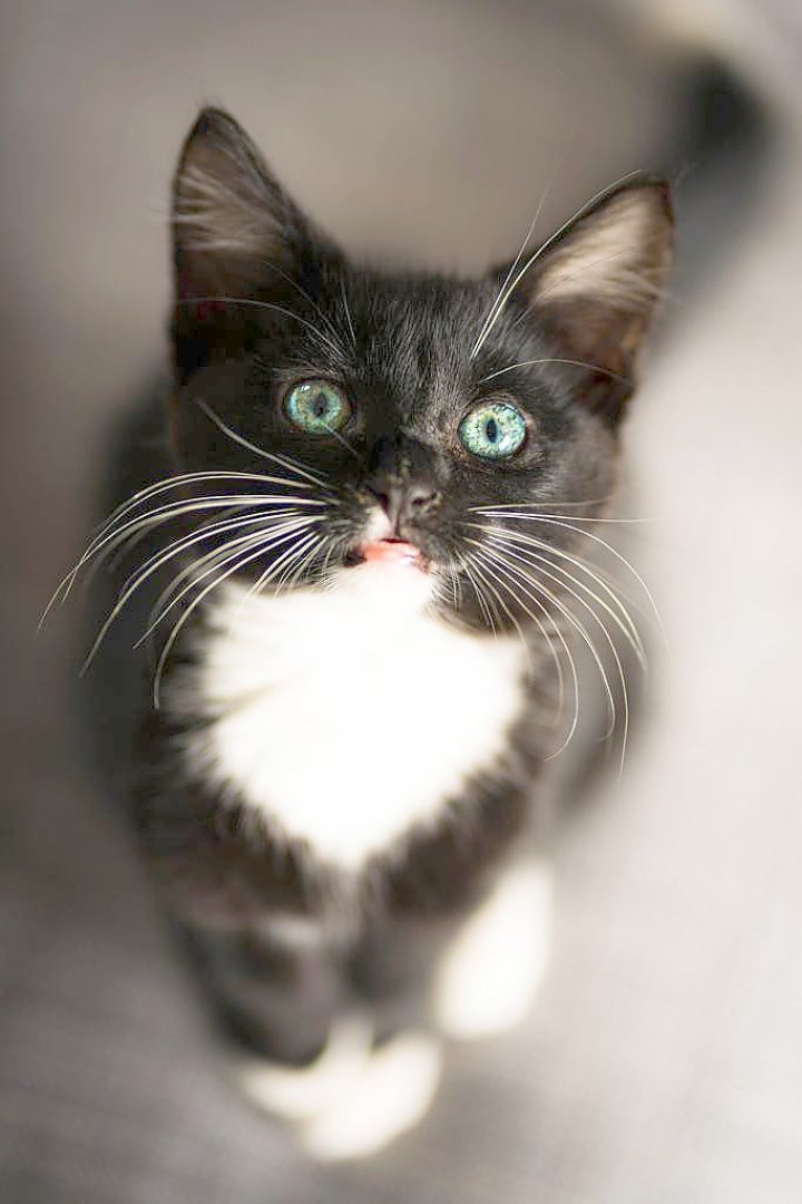 So viele süße Katzen gibt es in Ostfriesland - Bild 27
