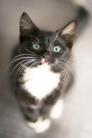 So viele süße Katzen gibt es in Ostfriesland - Bild 27