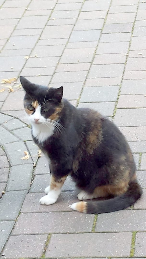 So viele süße Katzen gibt es in Ostfriesland - Bild 28